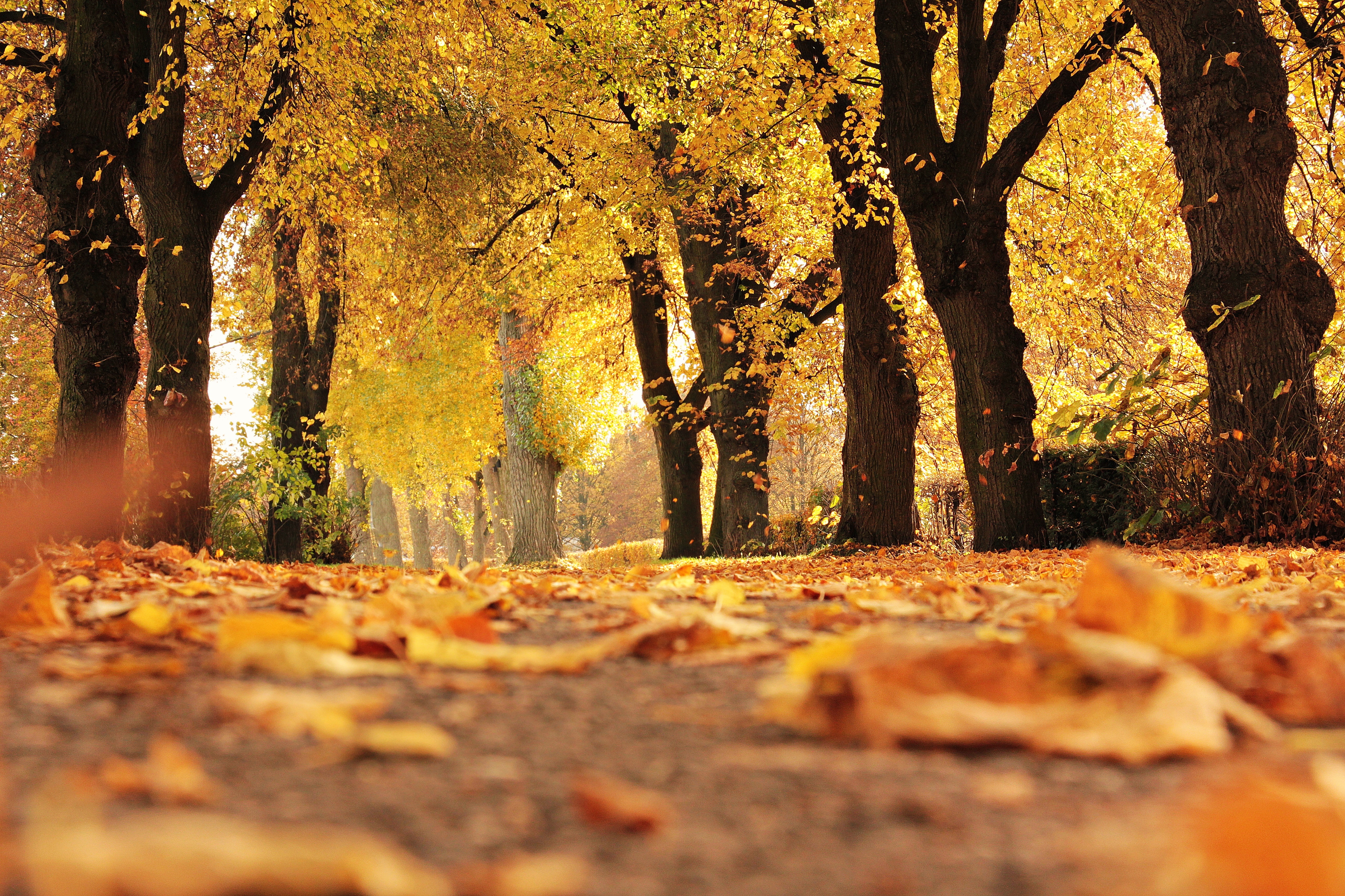 alley-autumn-autumn-colours-235721.jpg