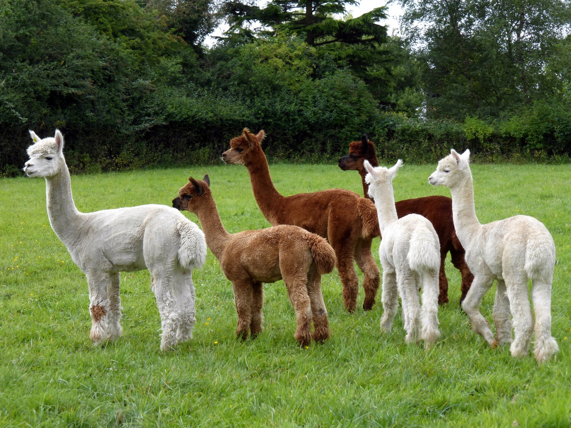 alpacas.jpg