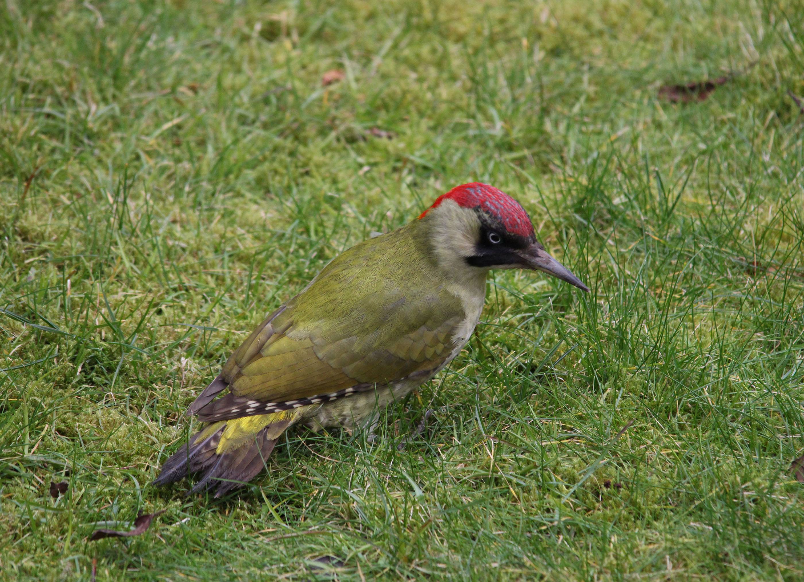 Green Woodpecker for Croxley Common Moor.JPG