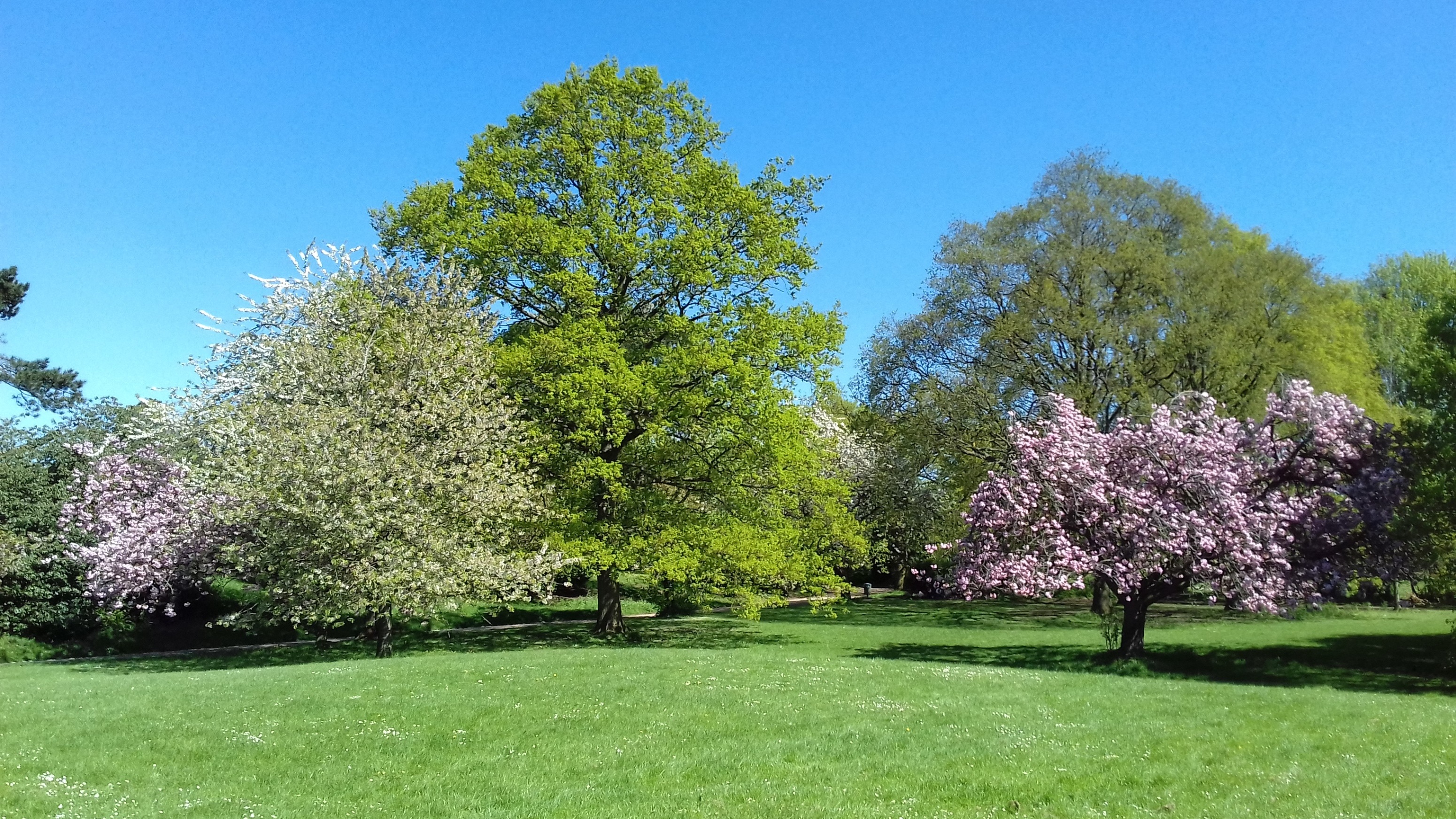 Leavesden Country Park.jpg