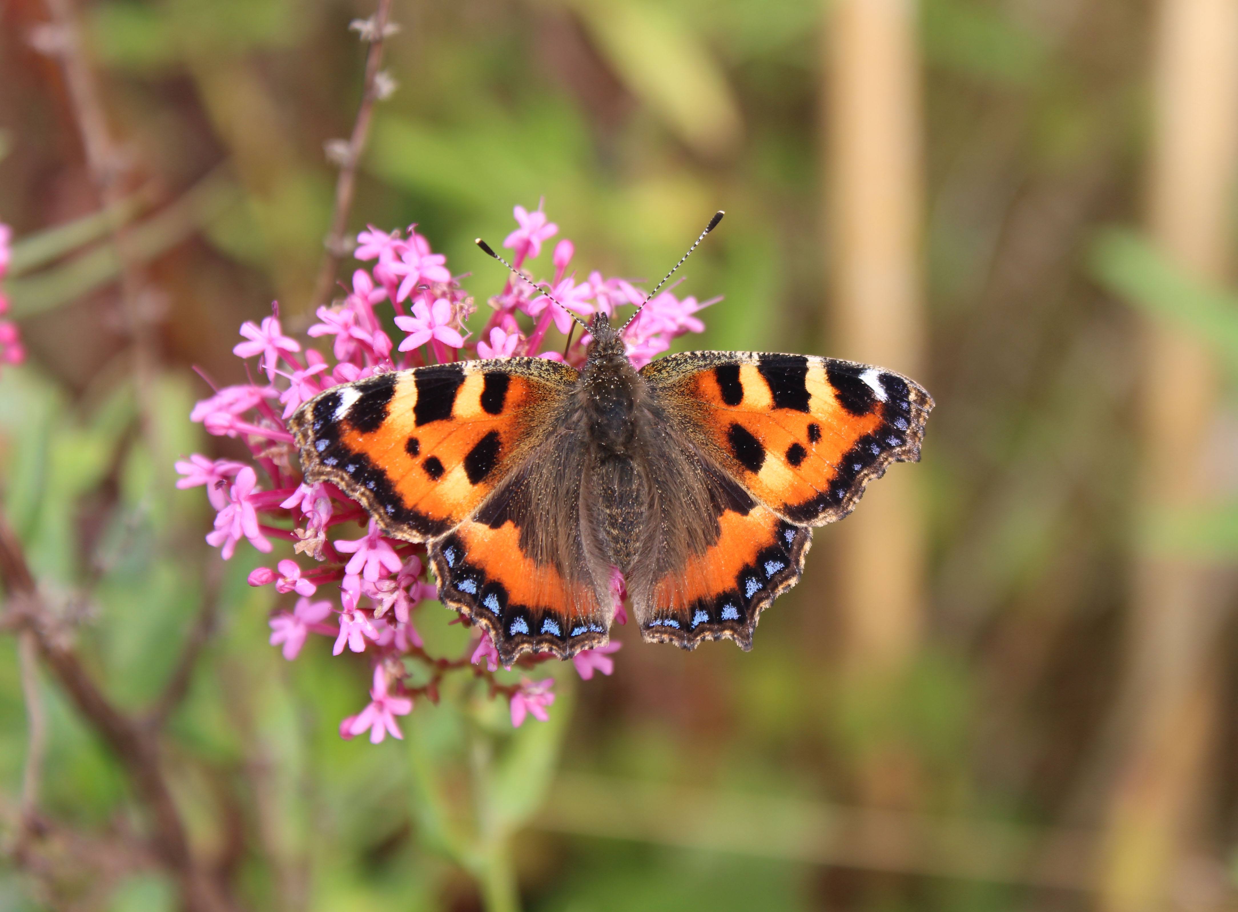 Tortoiseshell for Prestwick Road Meadows.JPG