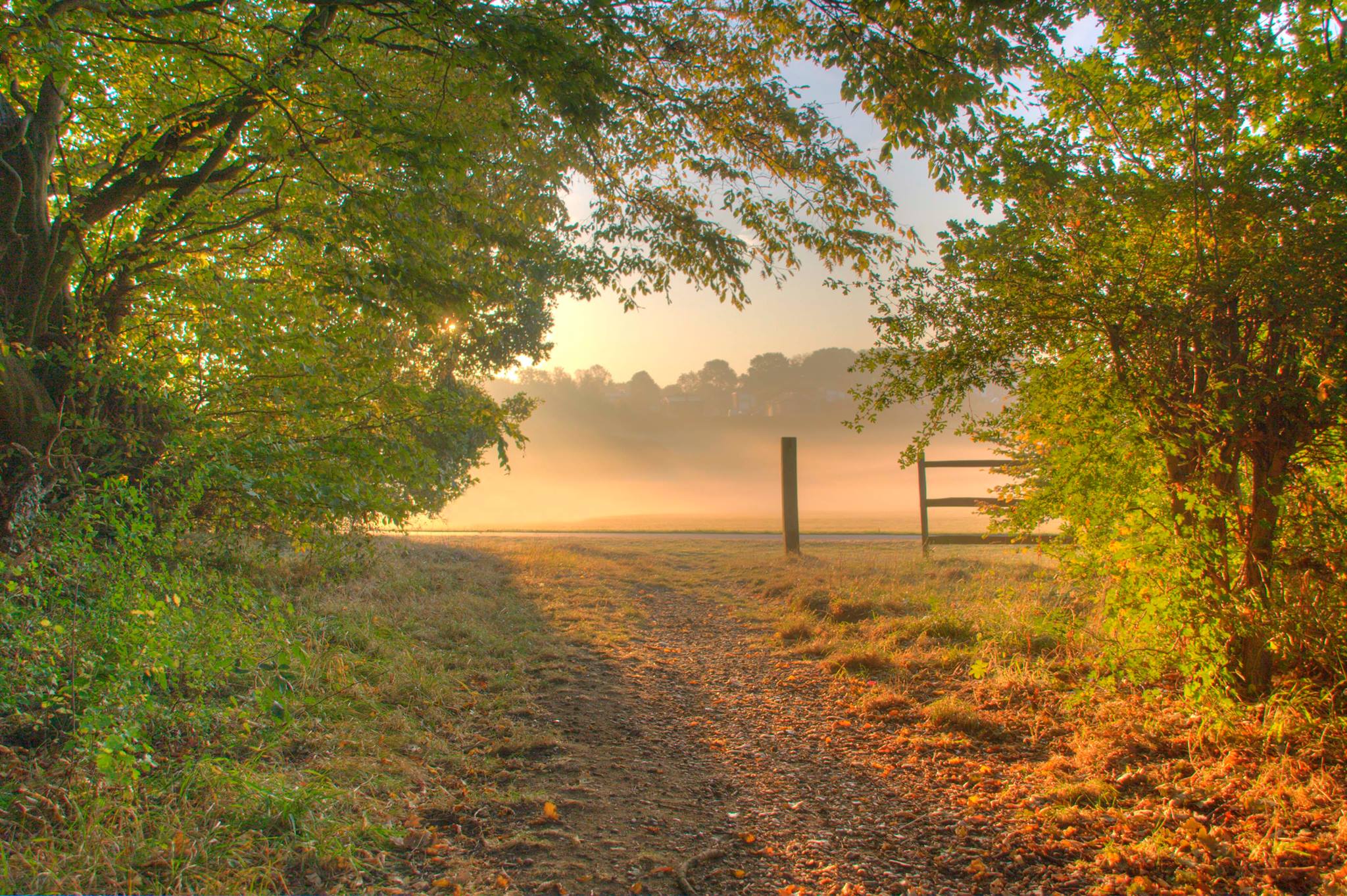 11 Misty Morning Monks Wood Looking Across Fairlands Valley.jpg