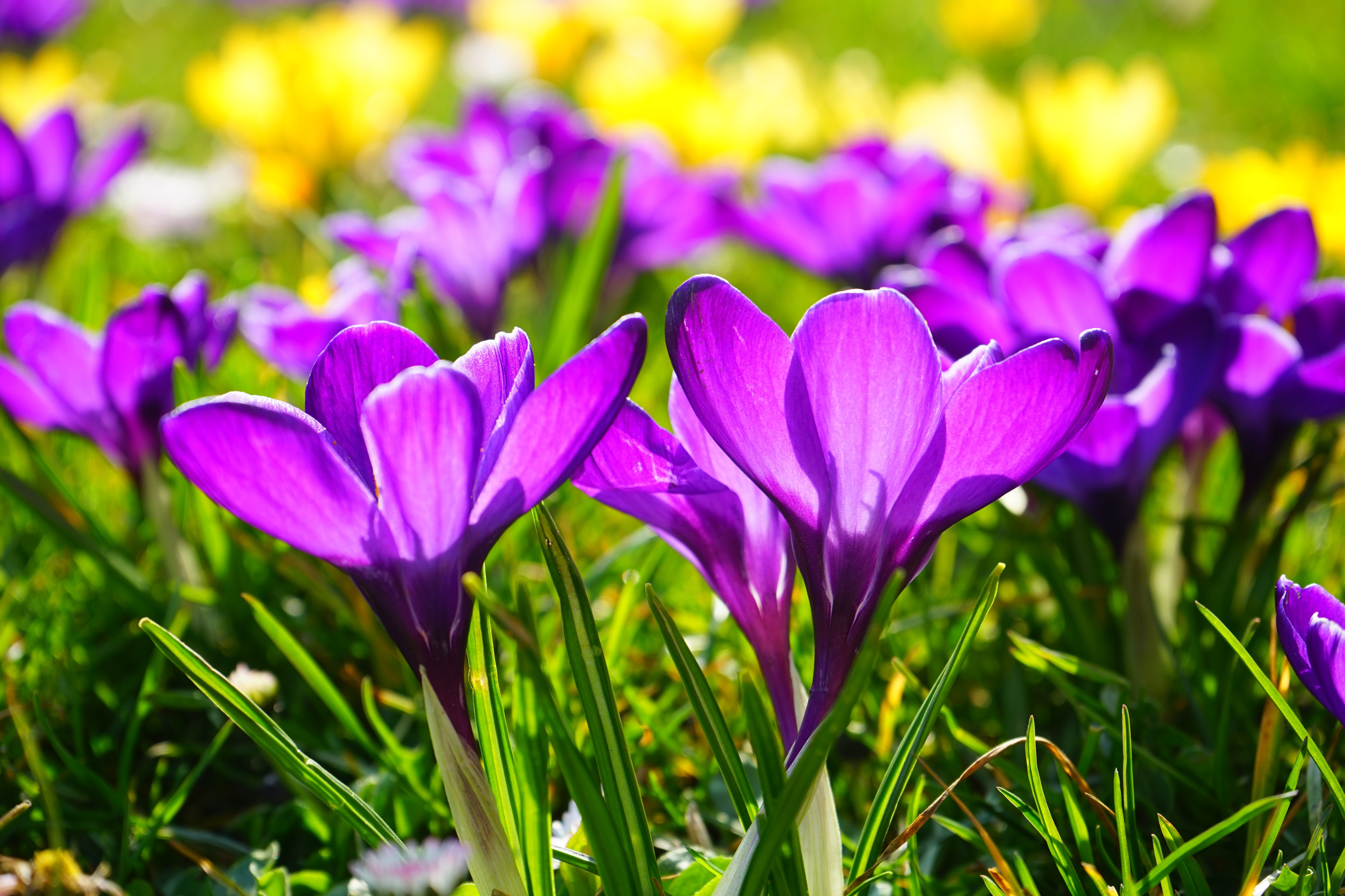 bloom-blossom-crocus-55828.jpg