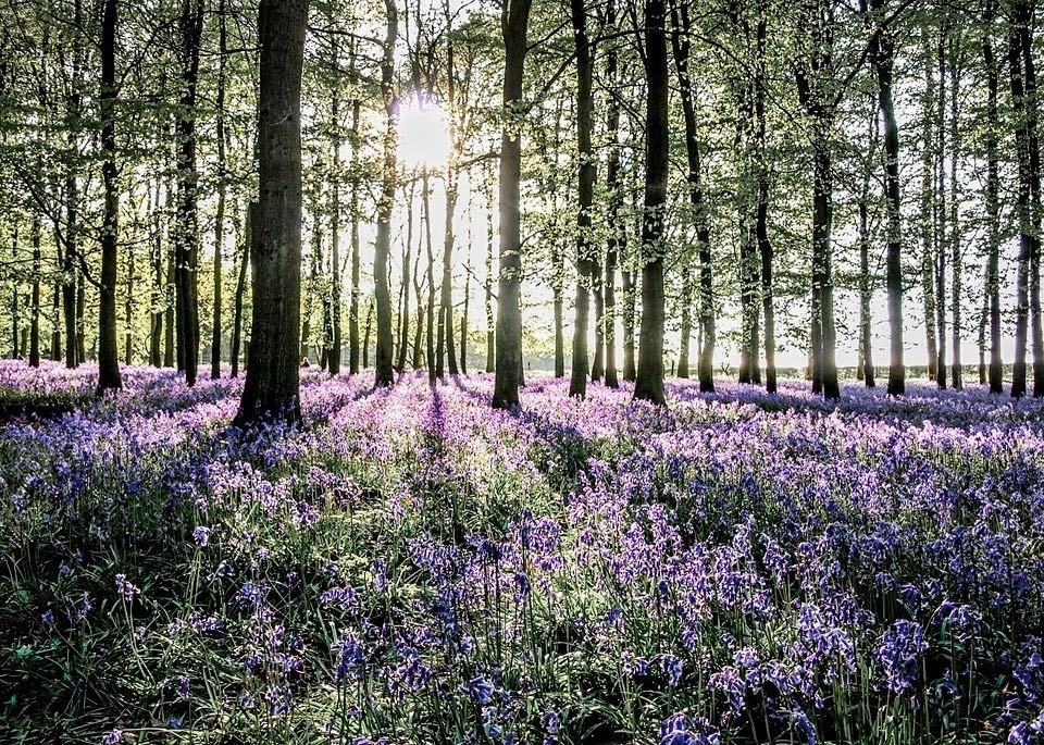 Bluebells credit grahamcustance ().jpg