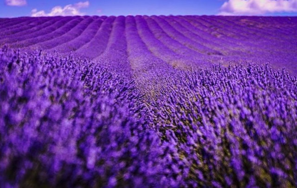 Hitichin Lavender