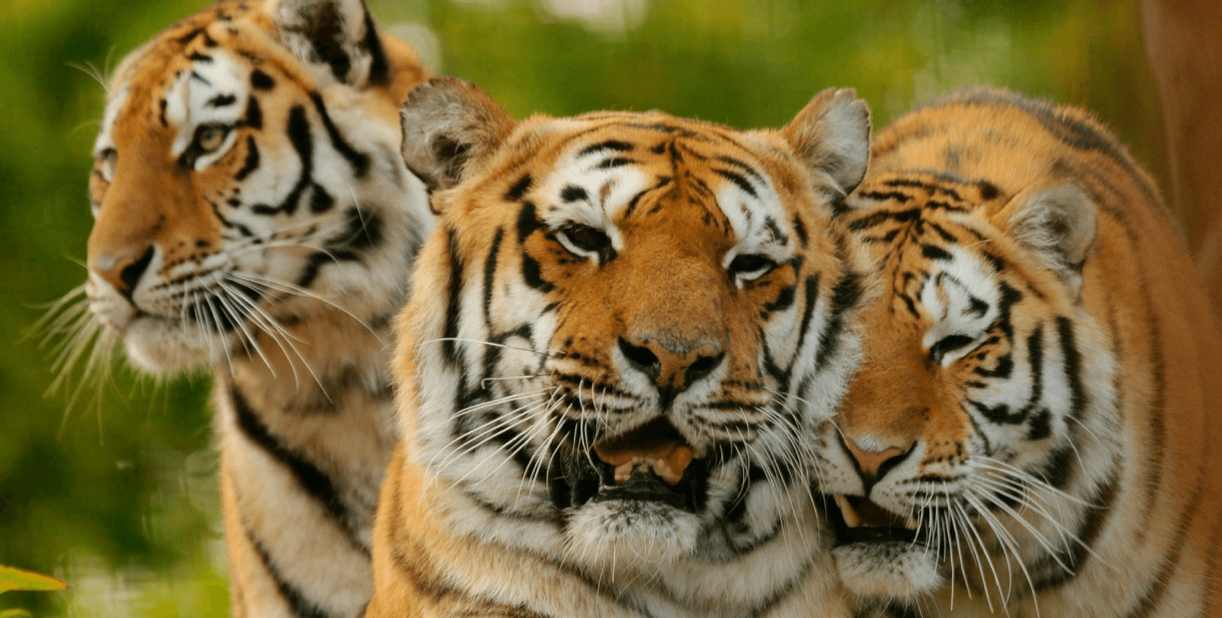 Paradise Wildlife Banner Image.png