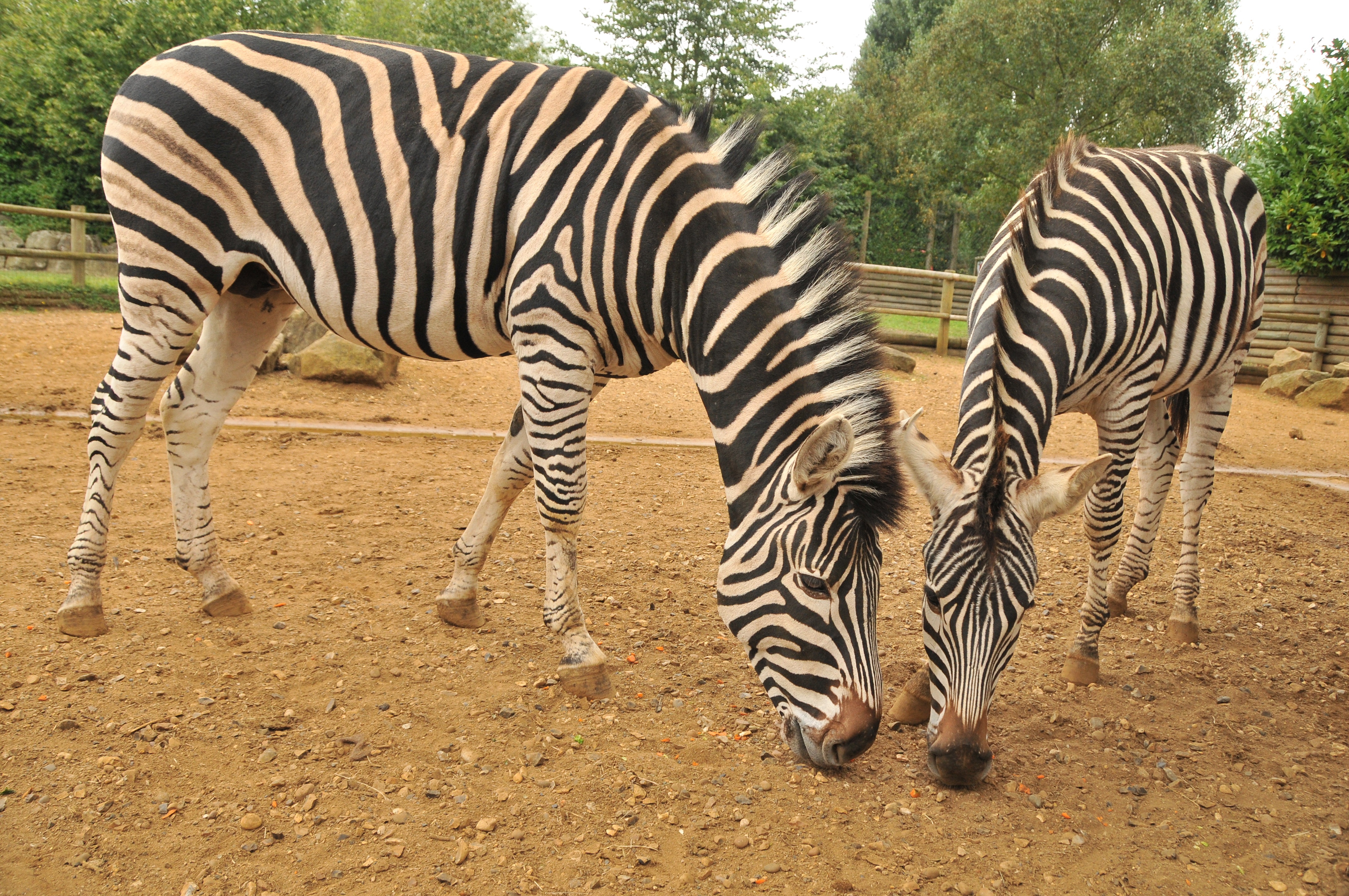 Ungulate & Paddocks Weekend.JPG