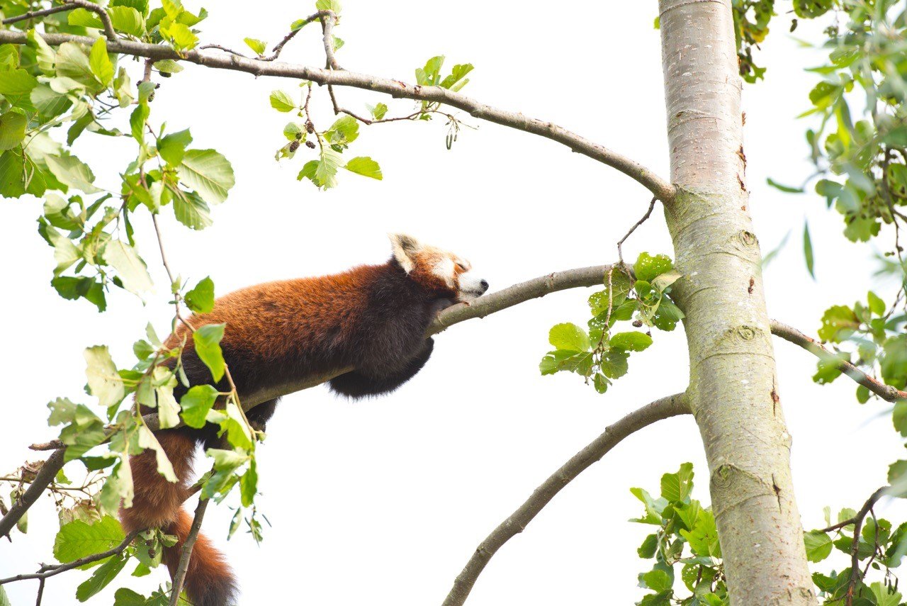 Shepreth Wildlife Park.jpg