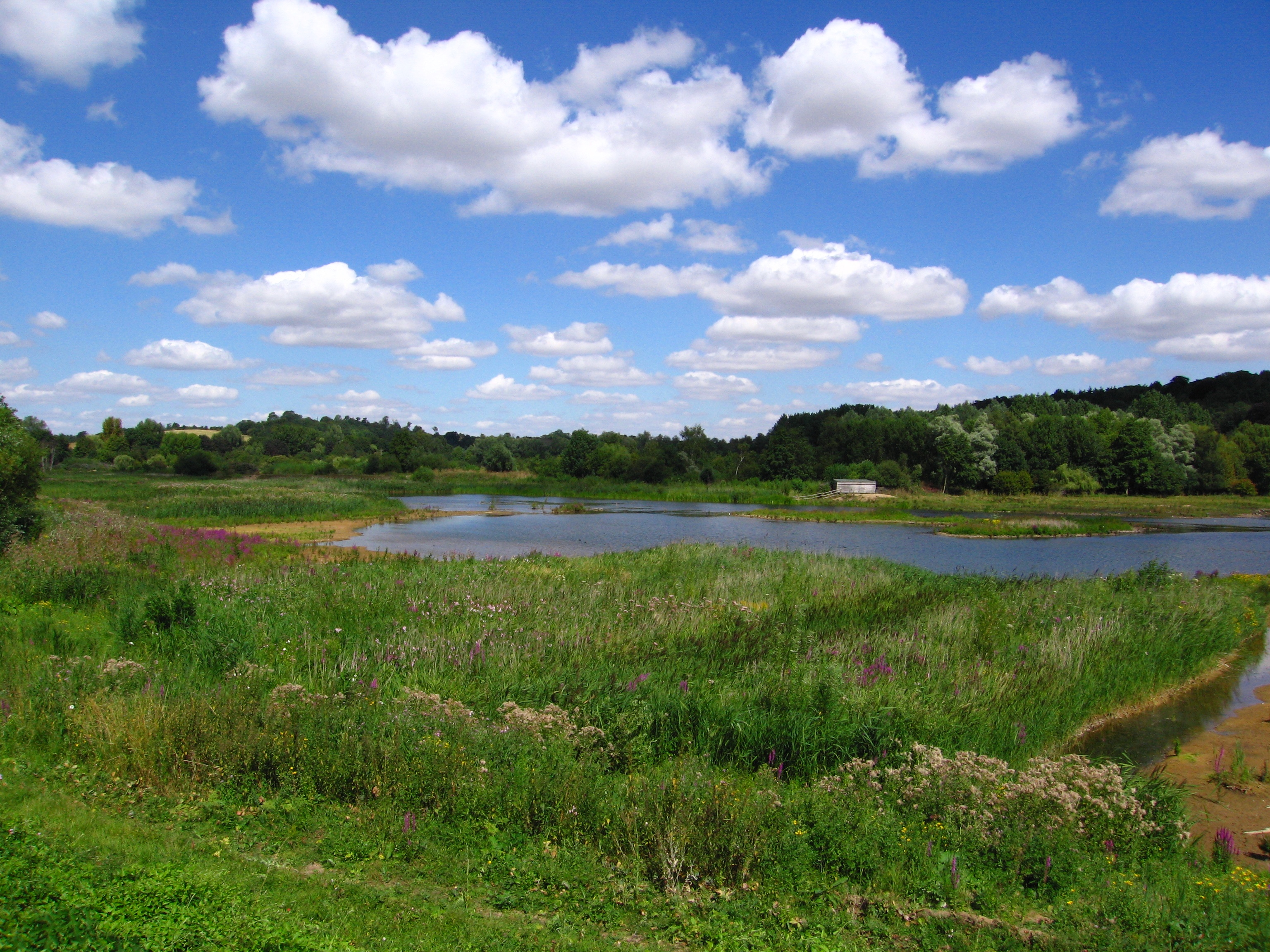 Amwell Nature Reserve (Herts and Middlesex Wildlife Trust).jpg (1)
